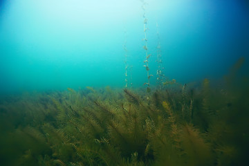 Alga underwater landscape world freshwater pond