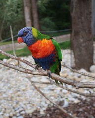 Rainbow lorikeet on a tree branch