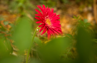 Red Flower