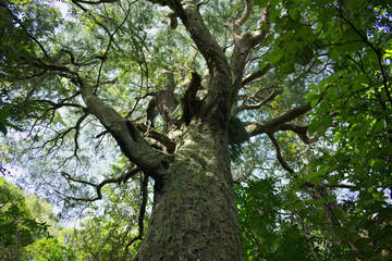 Fototapeta na wymiar Forest Canopy