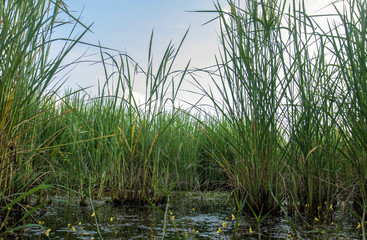 Obraz premium Rice fields with water close up.