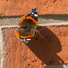 lovely butterfly in sunlight