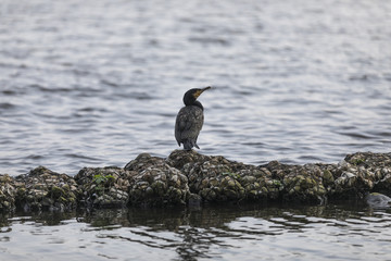 Kormoran