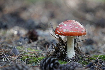 Fliegenpilz mit Längsstreifen