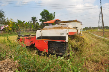 Farmers are harvesting rice in the golden field in spring, in western Vietnam Feburary 2014. Combine harvester collects on the wheat crop. Agricultural machinery in the field.