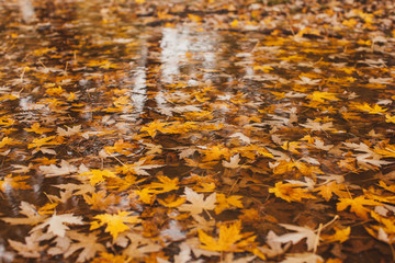 Maple leaves in water