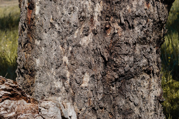 hard wood gum tree rough bark texture