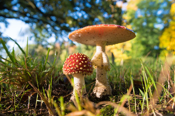 Amanita muscaria mushrooms