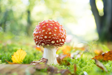 Amanita muscaria mushrooms