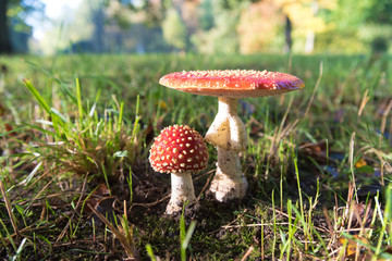 Amanita muscaria mushrooms