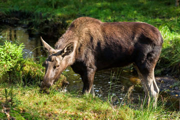 Moose (Alces alces) cow standing in a small forest river or stream.