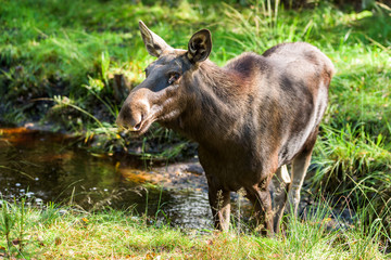 Moose (Alces alces) cow standing in a small forest river or stream.