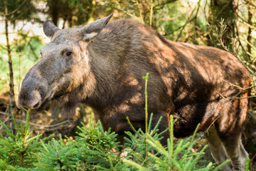 Moose (Alces alces) cow standing among small spruce plants in the forest.