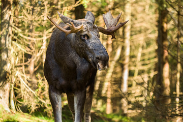 Naklejka na ściany i meble Old moose (Alces alces) bull standing in conifer forest.