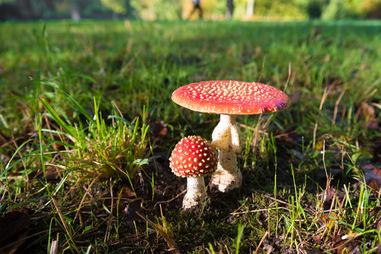 Amanita muscaria mushrooms