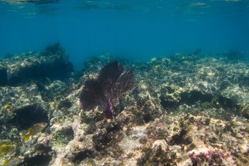 Single coral sea fan