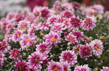 Chrysanthemums are flowers of October and November.