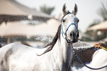  A relaxed Arabian horse enjoying a refreshing shower. Dubai, UAE.