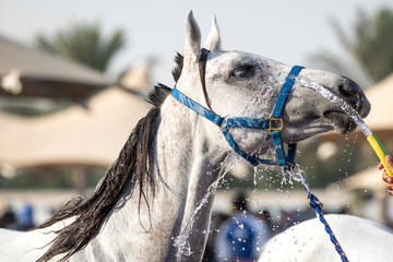  A relaxed Arabian horse enjoying a refreshing shower. Dubai, UAE.