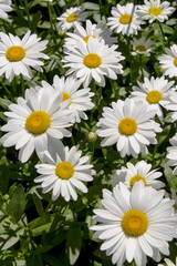 Big white daisy,natural floral background,white flowers wallpaper