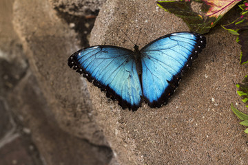 Naklejka na ściany i meble blue morpho butterfly