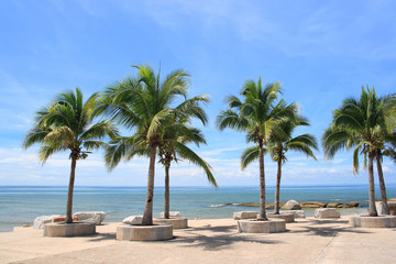 Obraz na płótnie Canvas coconut on the beach3
