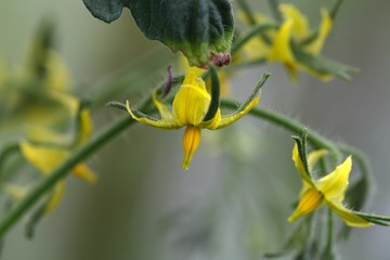 Flower of a Cucumber  plant