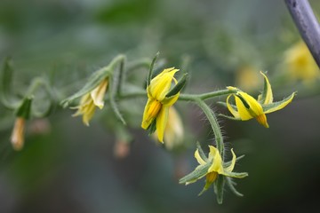 Flower of a Cucumber  plant