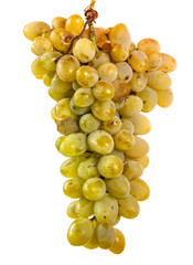 ripe bunch of yellow grapes. Isolated on white background