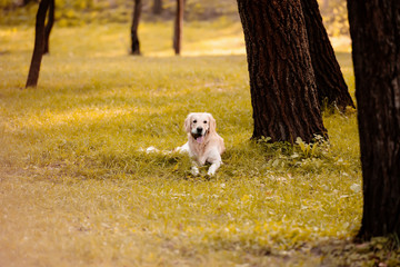 Golden retriever in park
