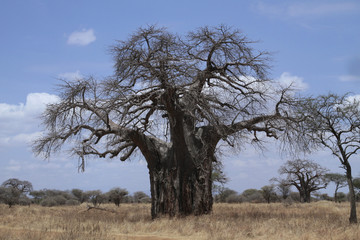 Fototapeta na wymiar Alte Baobab Bäume Tarangiri Nationalpark, Tansania, Ostafrika