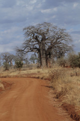 Fototapeta na wymiar Alte Baobab Bäume neben Sandpiste, Tarangiri Nationalpark, Tansania, Ostafrika