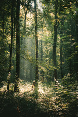Obraz premium Sonnenstrahlen im Wald
