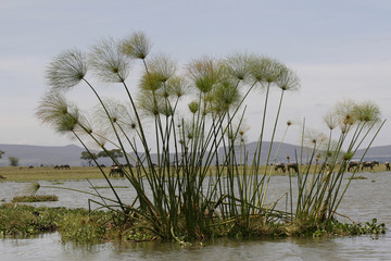 Echter Papyrus (Cyperus papyrus), Naivashasee, Kenia, Ostafrika