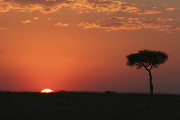 Fototapeta na wymiar Sonnenuntergang im Masai Mara Nationalpark, Kenia, Ostafrika 