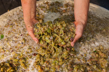 Farmer hands keep grape must