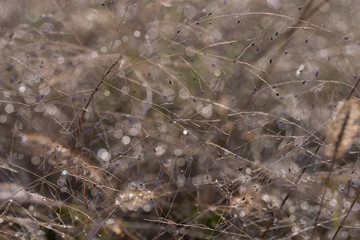 rime on spikes in the morgnig