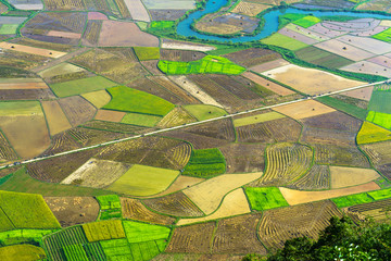 Rice field in Bac Son valley in Vietnam