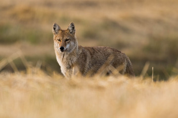 Coyote on the Prairies in Autumn 