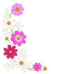 Flowers of cosmos. Beautiful floral illustration. Wild flowers. Frame. Border. White and pink inflorescences. Spring. Summer. Leaves. Petals. Buds.
