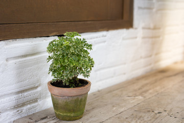 The tree is in a wooden pot on the wood. There is a white brick background.