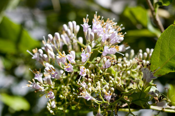 オオムラサキシキブの花