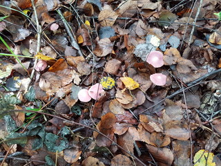Champignons non comestible