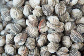 Fresh and delicious cockles for seafood background,