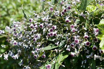 ヘクソカズラの花