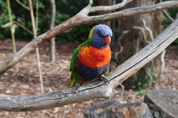 Rainbow lorikeet on a tree branch