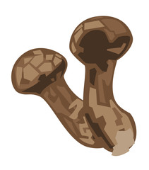 松茸（マツタケ）