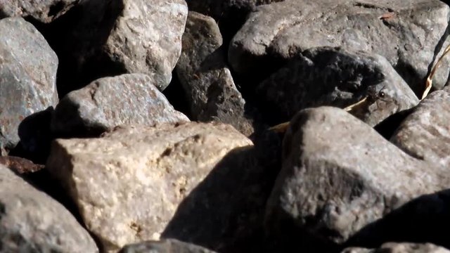 Ants hunt butterfly on stones. 