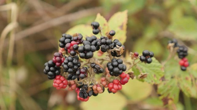Tasty organic bramble European blackberry footage - Close-up of healthy Rubus fruticosus fruit  video 