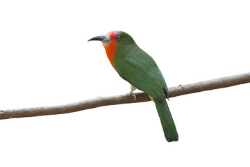 Beautiful bird isolated on white background (Red-bearded Bee-Eater)